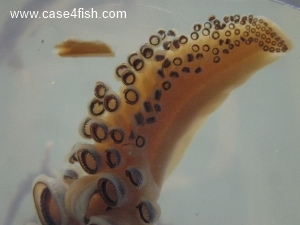 Foto Galerie/Cephalopoda/Loligo vulgaris_02/Loligo vulgaris_02_09_S.jpg